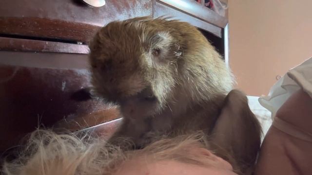 Macaque Monkey Grooming Her Human смотреть онлайн