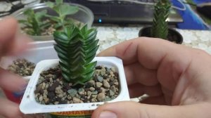 крассула храм Будды результат укоренения в личузе #храмбуддыукоренение