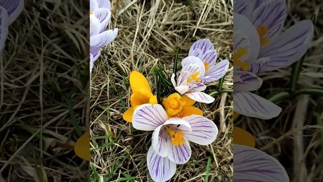 а за окном весна 2021??? от души для всех, кому не хватает тепла и цветов