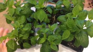 Броваллия 31.03.18 Перевалка рассады броваллия