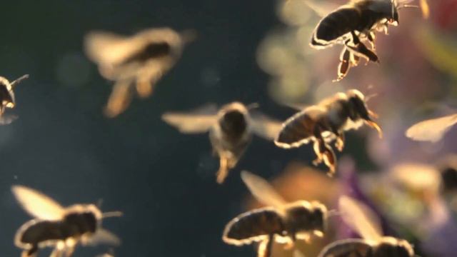 Buzz: The Bee With ASD Video HD