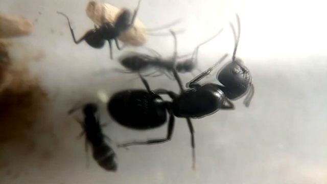 Чёрный муравей древоточец - Camponotus Vagus смотреть онлайн