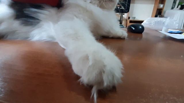 Очень красивый кот кашалот Такой красавчик, что попобуй не погладь смотреть онлайн