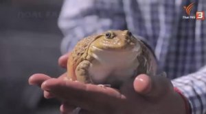 Как азиатский фермер выращивает миллионы лягушек и собирает урожай - переработка лягушачьего мяса