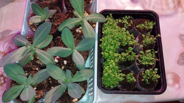 ГЕРБЕРА  ИЗ СЕМЯН ?/ РАССАДА  ПОСЛЕ ПИКИРОВКИ/ ПОЧЕМУ  НЕ СНИМАЮ РОЛИКИ ОТ 