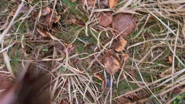 11 janvier Première sortie en forêt de l'année, des chanterelles de partout #craterellus , #girolle смотреть онлайн