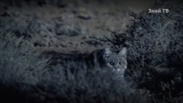 муравьиный тигр смотреть онлайн
