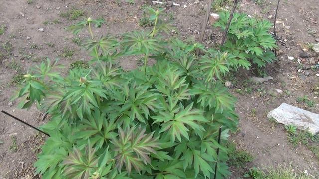 Peony Garden 5-7-2015 Tree Peonies Blossoms