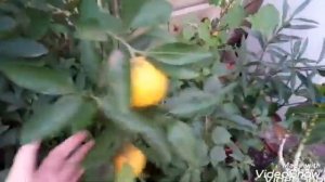 Грейпфрут Дункан и мандарин Ковано-васе