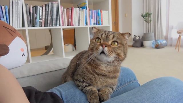 LuLu Knows How to Open the Fridge!ㅣKittisaurus смотреть онлайн