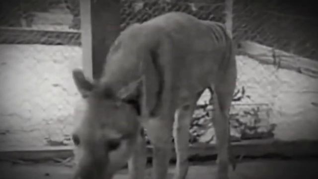 (тизер) грустное видео про сумчатого волка смотреть онлайн