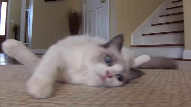Blue Eyed Fluffy Ragdoll Kitten - Playing and Being Cute смотреть онлайн