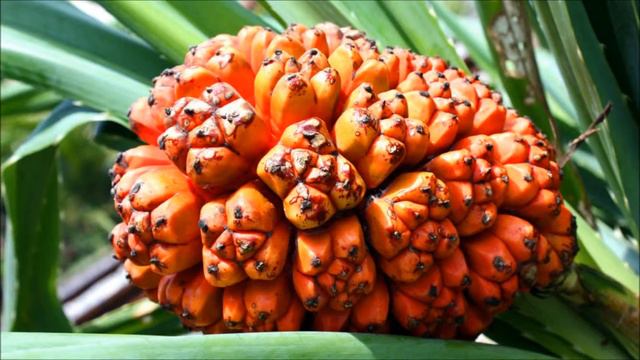 Top 5 Weird Exotic Fruit - guanabana jackfruit rambutan смотреть онлайн