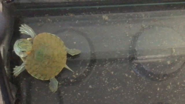 Черепашку выпустили в общий аквариум ! смотреть онлайн