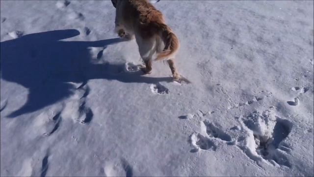 Джесси - воришка!