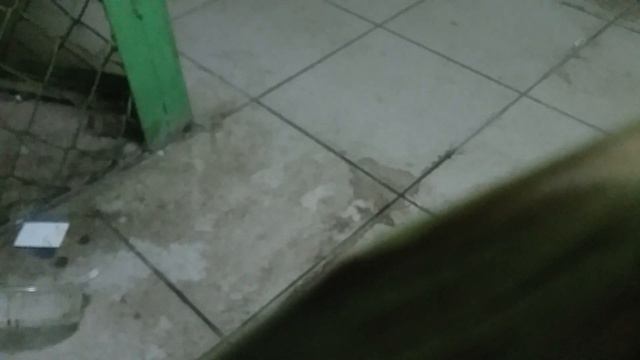 Крыса завтракает сырой бараниной смотреть онлайн