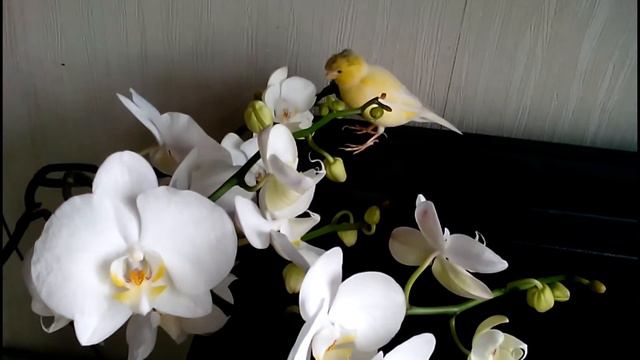 Канарейка съедает орхидеи! смотреть онлайн