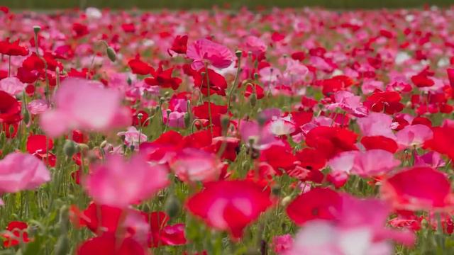 Самая красивая мелодия в мире.Мелодии, которые наполняют Душу Любовью к Жизни! Так красиво! смотреть онлайн