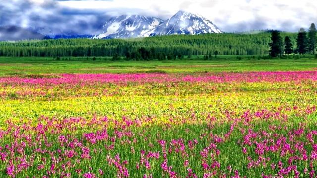 Гр ,Лесоповал(тайга моя красавица) смотреть онлайн