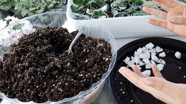 Как увеличить обьем стакана подросшим деткам фиалки? смотреть онлайн