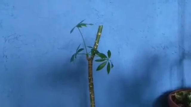 Внимание, щитовка! Спасаю шефлеру. часть 1 смотреть онлайн