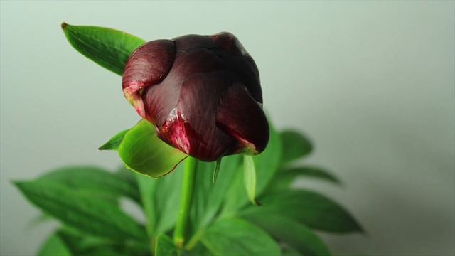 Peony Buckeye Belle - Time Lapse смотреть онлайн