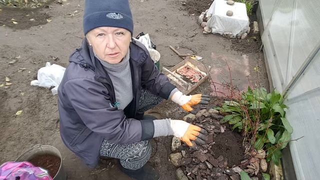 Подготовка клематиса к зиме второй группы обрезки . Часть 2 . Clematis . смотреть онлайн