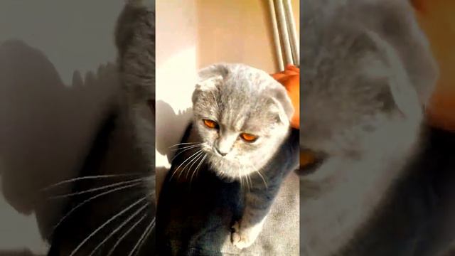 шотландская вислоушка смотреть онлайн