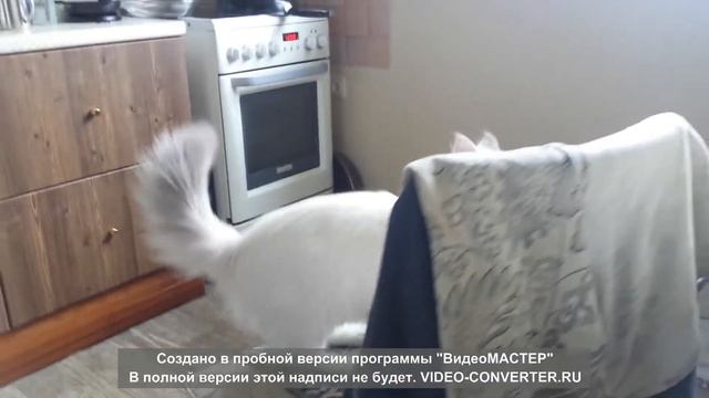 Кот МЕДВЕДЕВА наглец попрошайничает мякает: КУШАТЬ!!! Невский Маскарадный смотреть онлайн