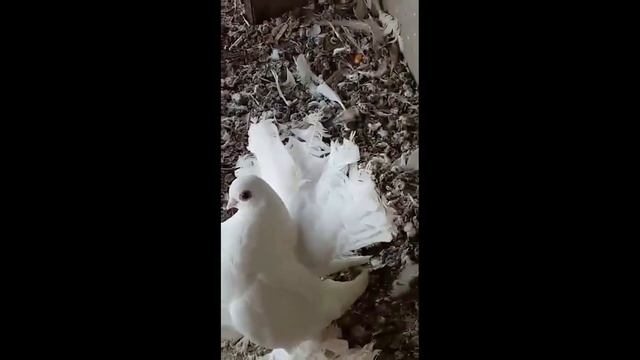 Ейские Валентина Щур смотреть онлайн