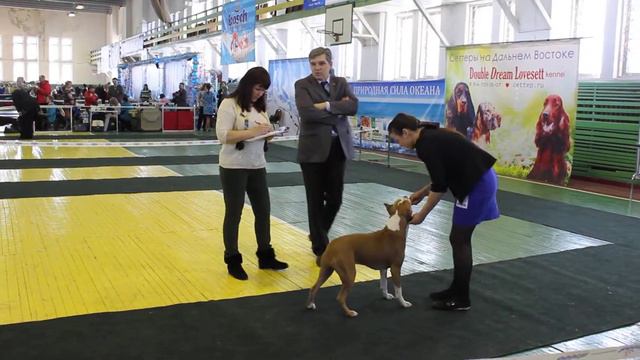 ам.стафф сука юниор 28,02,2015 Владивосток смотреть онлайн