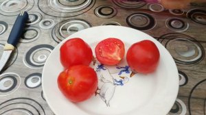 ПОМИДОРЫ "ЛАМПОЧКА" ОТ "СЕМЕНА АЛТАЯ"