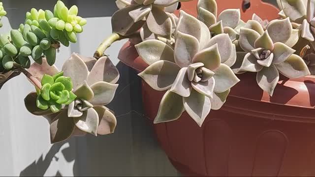 Граптопеталум Парагвайский красиво смотрится в больший кашпо. смотреть онлайн