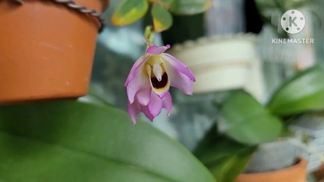 Dendrobium мини.Сезонное цветение. смотреть онлайн