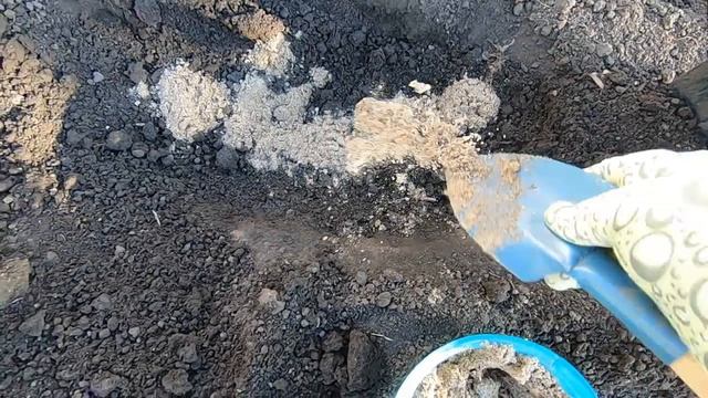 Гладиолусы. Посадка луковиц и деток гладиолуса весной в открытый грунт пошагово. смотреть онлайн