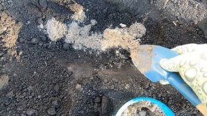 Гладиолусы. Посадка луковиц и деток гладиолуса весной в открытый грунт пошагово.