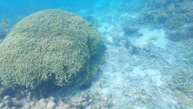 Под водой, на земле и в воздухе - экскурсия Сафари Блю (Занзибар)