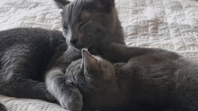 Котята после небольшой разлуки смотреть онлайн