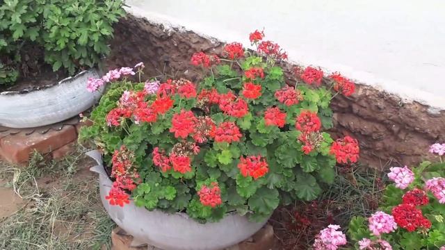 Герань гүлдеріне йод пен подкорм жасау.Как подкормить герань йодам. смотреть онлайн