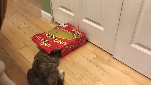 Sailor Attacks A Box смотреть онлайн