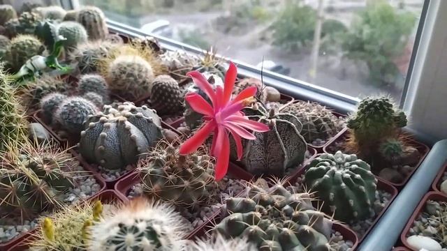 Кактусы... )Это не сон,а ночного цветения утренний итог)????