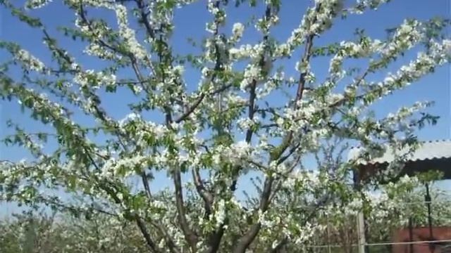 цветёт черешня крупноплодная 7 лет смотреть онлайн