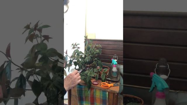 Starting Achimenes From Stem Cuttings