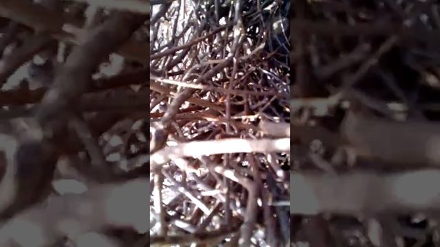 Гнездо сороки смотреть онлайн