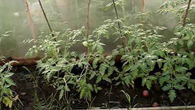 Моя ежевика сорта (Лох-нес,Торн-фри,Джозеф)огород. смотреть онлайн