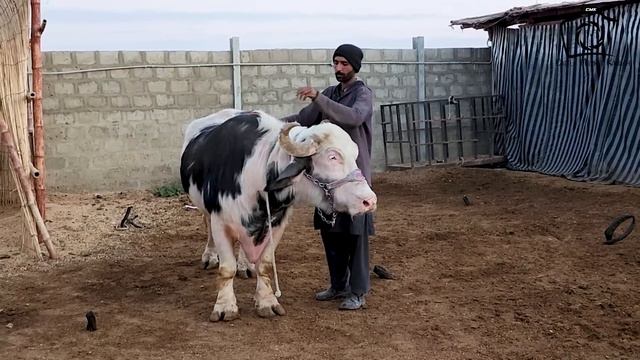 GABBAR KI MASTIYAN 😱 UFF ALLAH ‼ NASAR BHAI SHOCKS GABBAR ROCKS 😂 Cattle Market Karachi | AR Maani смотреть онлайн