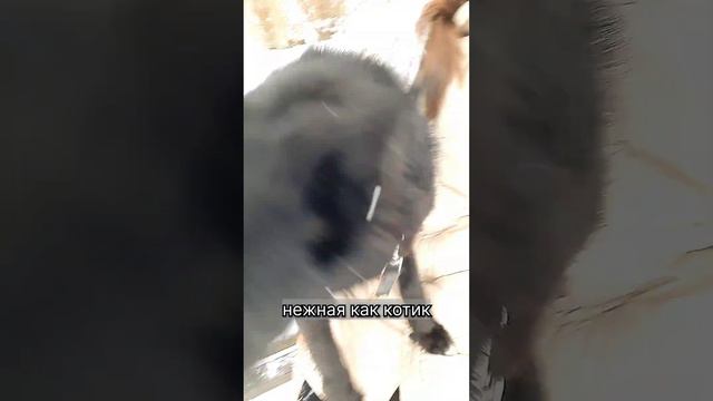 Ласковая, но неприметная Черри ищет дом🏡 5 лет, Москва и МО🏡 приют Щербинка смотреть онлайн