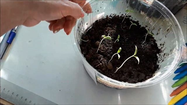 Vlog/Овсяное молочко для желудка/ Подставки для кукол с Алиэкспресс/ Моя рассада// смотреть онлайн