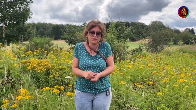 Пижма обыкновенная, лечебные свойства | Цветки пижмы применение