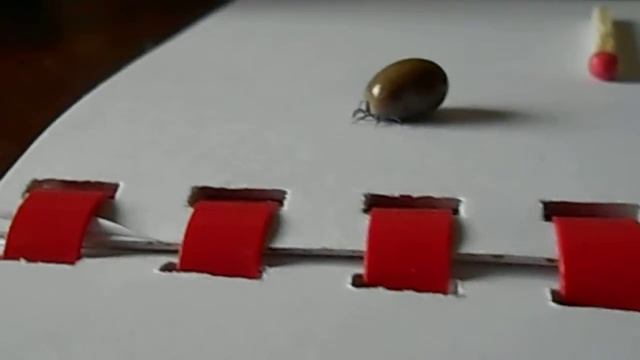 Клещ лесной смотреть онлайн